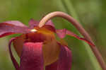 Purple pitcherplant